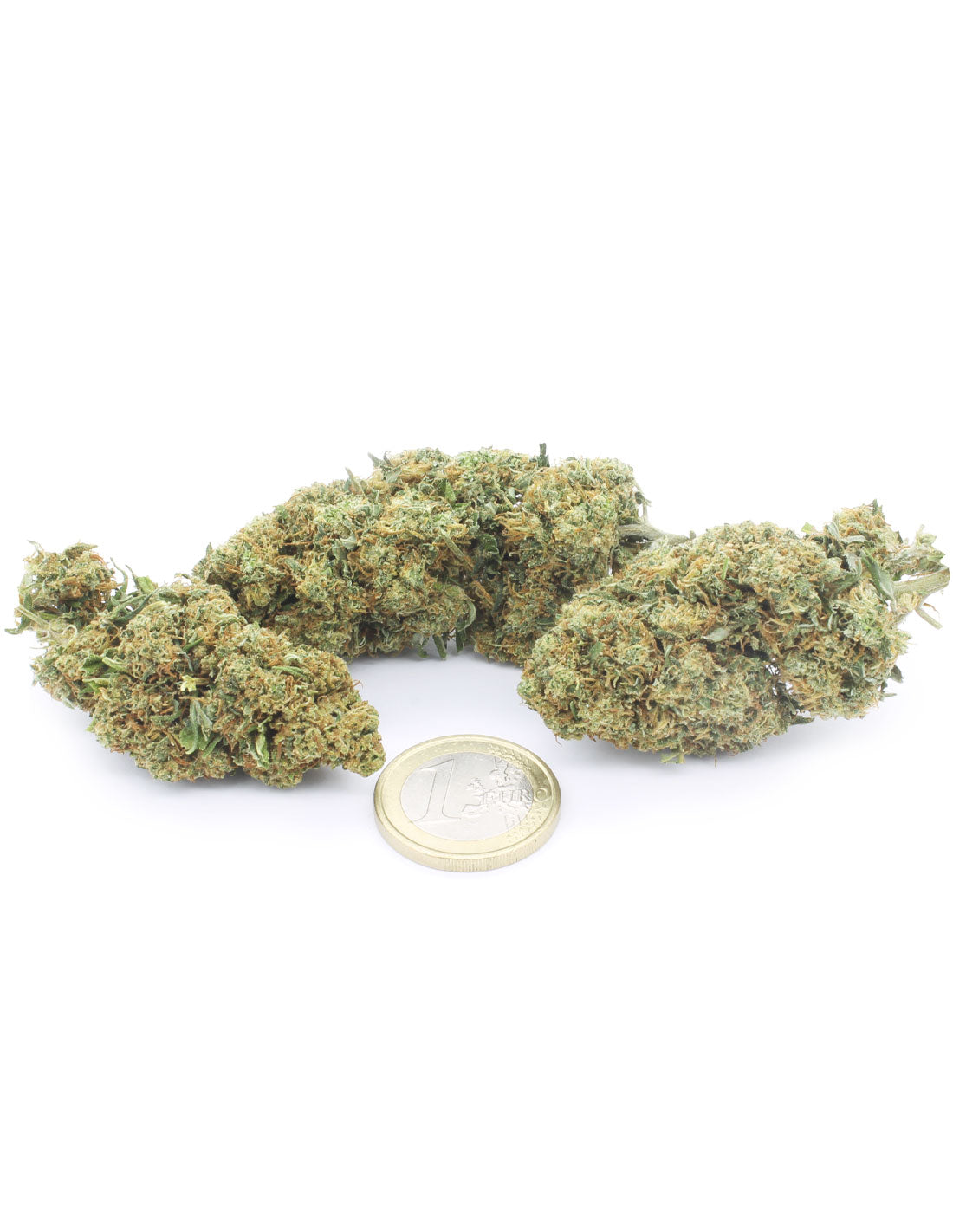 Gelato 41 infiiorescenza