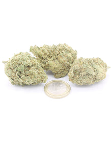 White Widow Indoor